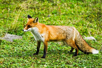 Naklejka na ściany i meble A full body shot of a red fox standing on a green meadow
