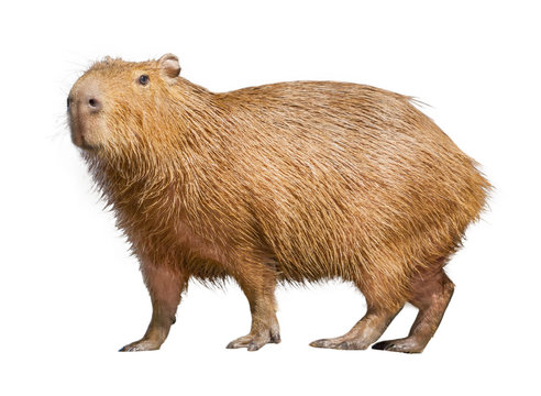Capybara isolated on white background