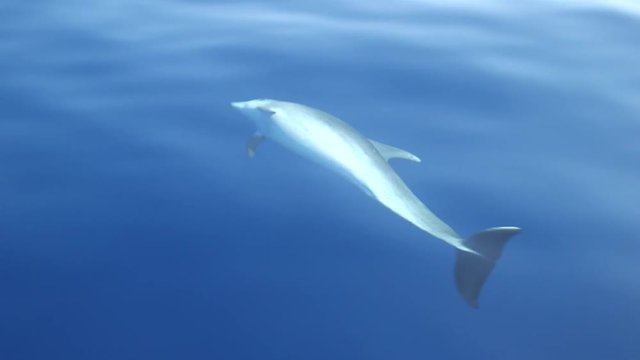 Delfin
