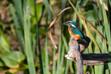 Eisvogel mit Käfer