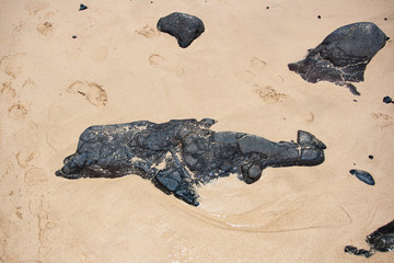 Vulkangestein am Stand sieht aus wie Delfin © Patrick Gritzan