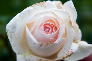 Rosenblüte weiß rosa