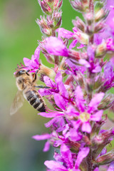 Honigbiene auf rosa Blüten