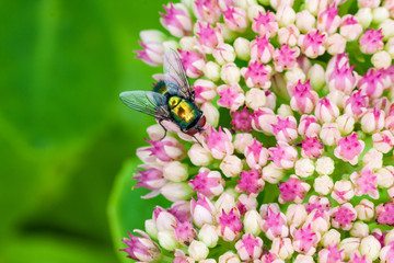 Goldfliege bzw. Grüne Schmeißfliege auf Blume