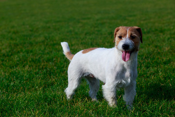 Jack Russell Terrier dog