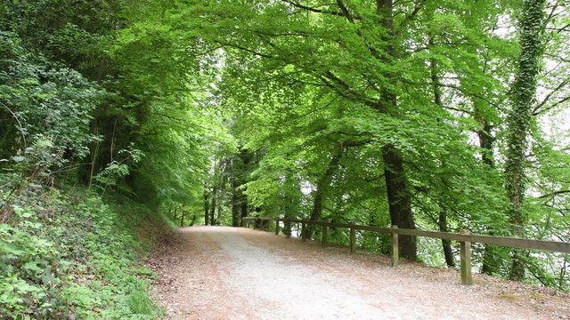 Dans les bois 