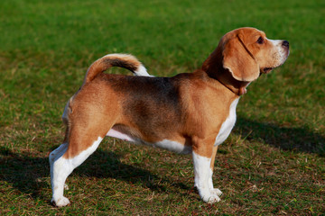 Dog breed beagle