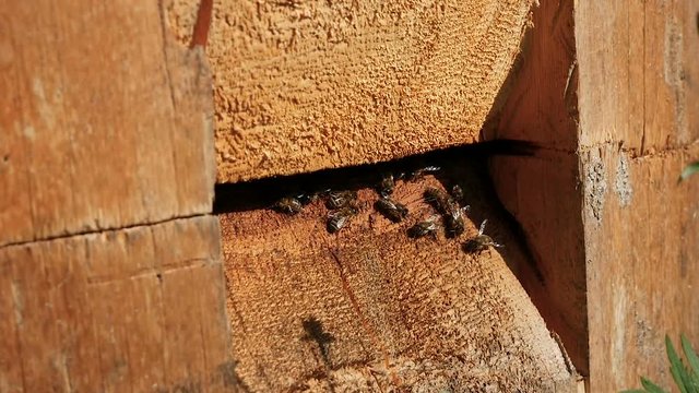 Close-up Bee Flying Bee honeycomb hive, honey
