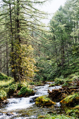 mountain river in the forest in summer