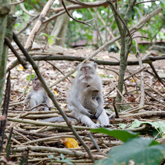 mother monkey with her cubs in the Park