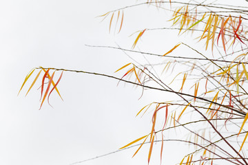Willow with colorful leaves over white