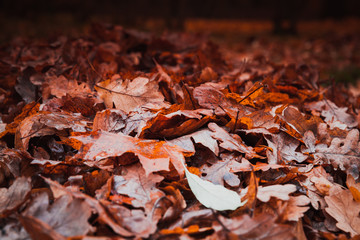 Fallen red leaves lay on ground in dark park