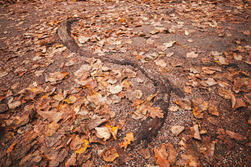 Curved tree root sticks out across path