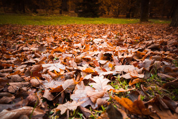 Fallen red leaves lay over lawn in park