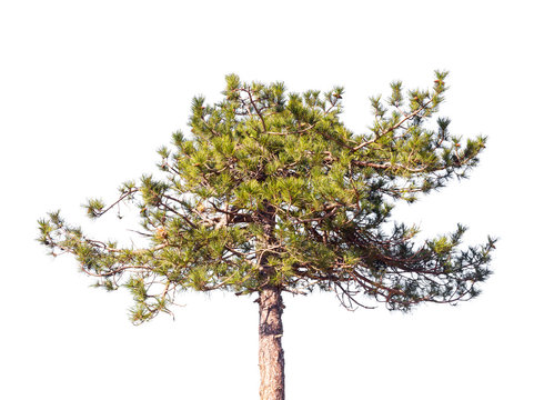 Young pine tree isolated on white