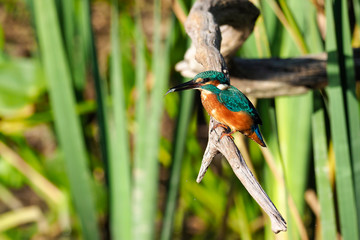 Eisvogel mit Fisch