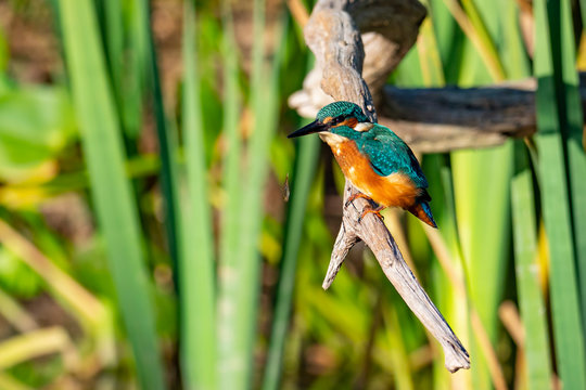 Eisvogel hat Fisch verloren