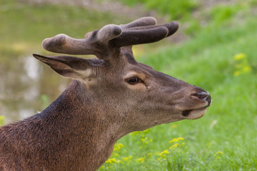 Portrait eines jungen Rothirsch mit Bast-Geweih