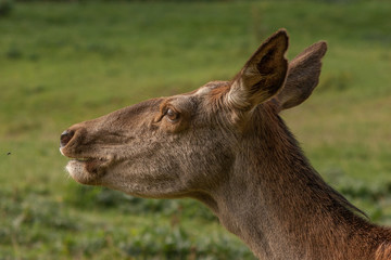 Portrait einer Rothirsch-Kuh