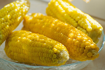 Fresh yellow corn on the plate. Row of delicious boiled fresh corn cobs for a healthy snack.