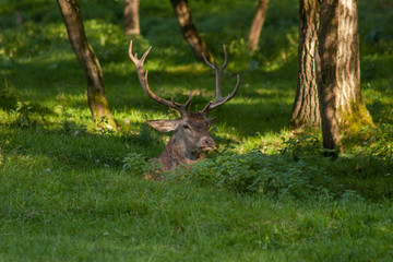 Rothirsch (Cervus elaphus) - versteckt im Grün