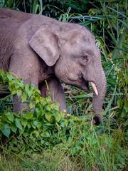 Side view of a female Borneo pygmy elephant (Elephas maximus borneensis) among the long grass on the banks of the Kinabatangan River near Sukau in Sabah, Malaysian Borneo