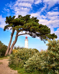 Lighthouse under tree on the island Hiddensee in the Baltic Sea, Germany