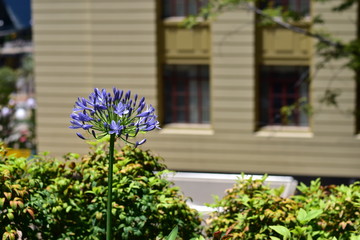 Fototapeta na wymiar 紫の花