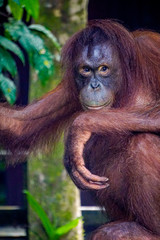 A female Bornean orangutan (Pongo pygmaeus) stares directly at the camera at the Sepilok orangutan sanctuary near Sandakan in Sabah, Malaysian Borneo