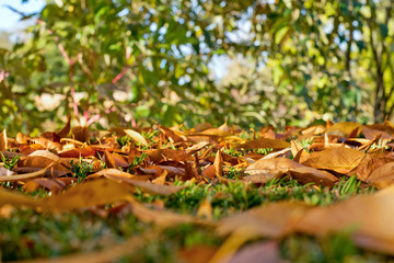 Fern growing through autumn leaves on the ground