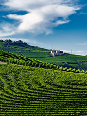 Vineyards near Barolo, Cuneo, in Langhe