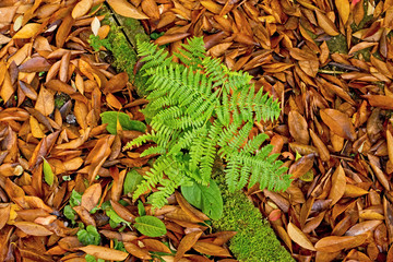 Fern growing through autumn leaves on the ground