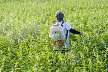 A young man farmer master is spraying pesticides (farm chemicals) on his own sesame field to prevent pests and plant diseases in the morning, close up, Xigang, Tainan, Taiwan