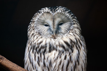 Portrait of an Ural Owl. The Owl sits on a  limb