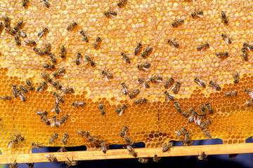 close up of bees on honeycomb in apiary