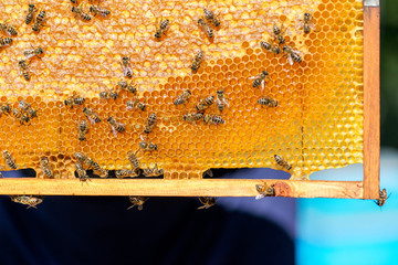 close up of bees on honeycomb in apiary