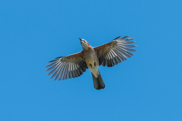Jay Flying Sky