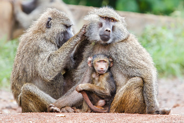 Mother Baboon nursing her baby on the edge of the Ngorongoro Crater in Tanzania - obrazy, fototapety, plakaty