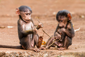 Baby Baboons playing  on the edge of the Ngorongoro Crater in Tanzania