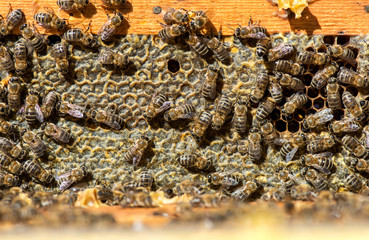 close up of bees on honeycomb in apiary