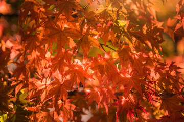 Autumn red and green Japanese maple leaf in garden with sunlight.