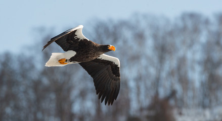 Adult Steller's sea eagle in flight. Snowy Mountain background. Scientific name: Haliaeetus pelagicus. Natural Habitat. Winter Season.