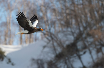 Adult Steller's sea eagle in flight. Snowy Mountain background. Scientific name: Haliaeetus pelagicus. Natural Habitat. Winter Season.