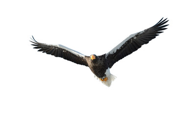 Steller's sea eagle in flight. Adult Steller's sea eagle . Scientific name: Haliaeetus pelagicus. Isolated on white background.