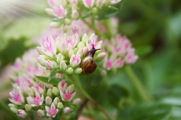 Little snail