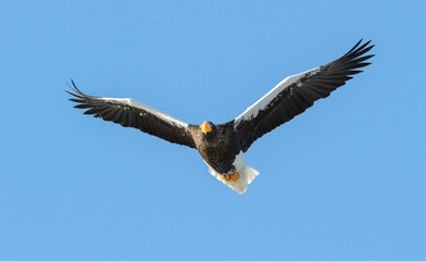 Steller's sea eagle in flight. Adult Steller's sea eagle . Scientific name: Haliaeetus pelagicus. Blue sky background.