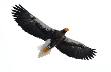 Steller's sea eagle in flight. Adult Steller's sea eagle . Scientific name: Haliaeetus pelagicus. Isolated on white background.