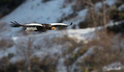 Adult Steller's sea eagle in flight. Snowy Mountain background. Scientific name: Haliaeetus pelagicus. Natural Habitat. Winter Season.