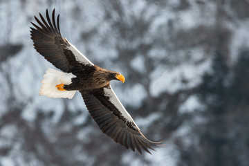 Adult Steller's sea eagle in flight. Snowy Mountain background. Scientific name: Haliaeetus pelagicus. Natural Habitat. Winter Season.