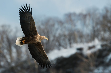Adult White-tailed eagle in flight. Mountain background. Scientific name: Haliaeetus albicilla, also known as the ern, erne, gray eagle, Eurasian sea eagle and white-tailed sea-eagle. Natural Habitat.